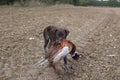 Cute dog with bird