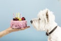 Cute dog with birthday cake. Horizontal web banner or social media cover Royalty Free Stock Photo