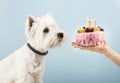 Cute dog with birthday cake. Horizontal web banner or social media cover Royalty Free Stock Photo