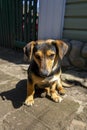 Cute dog in black. Small dog is sitting outdoors Royalty Free Stock Photo