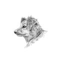 Cute dog black and white pencil portrait