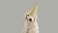 CUTE DOG WITH BLUE EYES CELEBRATING A BIRTHDAY, CARNIVAL, MARDI GRAS OR NEW YEAR PARTY WITH A GOLDEN GLITTER HAT. ISOLATED AGAINST