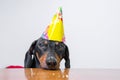Cute dog breed dachshund, black and tan, eat birthday cake,wearing party hat, lying sad on the table on white background