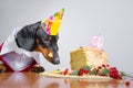 Cute dog breed dachshund, black and tan, with licking tongue and hungry for a happy birthday cake with candle number 9,wearing