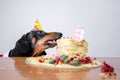 Cute dog breed dachshund, black and tan, with licking tongue and hungry for a happy birthday cake with candle number 9,wearing