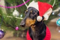 Cute dog breed dachshund, black and tan, under a Christmas tree in santa red hat celebrating Christmas Royalty Free Stock Photo