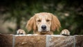 Cute dog breed Golden Retriever. Royalty Free Stock Photo