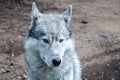 Cute Dog breed Husky portrait looking at the camera