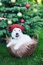 Cute dog breed Jack Russell Broken in knitted toy bear hat sits in basket on background of Christmas tree