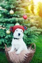 Cute dog breed Jack Russell Broken in knitted toy bear hat sits in basket on background of Christmas tree