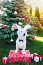 Cute dog breed Jack Russell Broken in rabbit ears on his head stands on New Year`s gifts near decorated Christmas tree Royalty Free Stock Photo