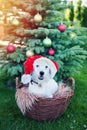 Cute dog breed Jack Russell Broken in Santa`s cap sits in basket on background of Christmas tree