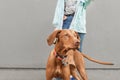 Cute dog breed magyar vizsla on the background of man and gray wall. Owner holds a beautiful dog on a leash, closeup dog photo. Royalty Free Stock Photo