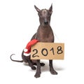 Cute dog breed, Mexican Hairless dog with Iroquois, with cardboard sign `2018 ` and christmas red santa claus hat isolated on whit Royalty Free Stock Photo