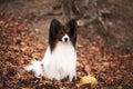 Cute dog breed papillon sitting on the falling leaves in the forest in autumn Royalty Free Stock Photo