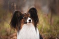 Cute dog breed papillon sitting in the forest in the fall