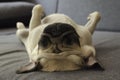 Cute dog breed pug laying back on the sofa Royalty Free Stock Photo