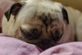 Cute dog breed pug .looking for a comfortable place for sleeping. Royalty Free Stock Photo