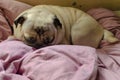 Cute dog breed pug .looking for a comfortable place for sleeping. Royalty Free Stock Photo