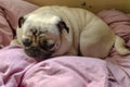 Cute dog breed pug looking for a comfortable place for sleeping Royalty Free Stock Photo