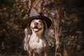 Cute dog with broomstick dressed up for halloween as friendly forest witch. Beautiful staffordshire terrier puppy in masquerade c