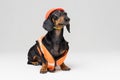 Cute dog builder dachshund in an orange construction helmet and a vest, on gray background, look to the top