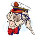 Cute dog in the captain`s cap. Captain. Royalty Free Stock Photo
