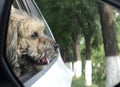 Dog in car attracted by the scenery outside.