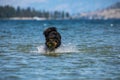 Cute dog carrying the ball in his mouth Royalty Free Stock Photo