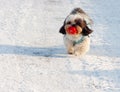 Cute dog carrying its ball Royalty Free Stock Photo