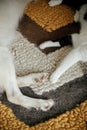 Cute dog and cat lying and relaxing on cozy wool rug in living room, paws close up. Top view. Winter holidays and pets. Dog and Royalty Free Stock Photo