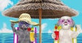 Cute dog and cat resting and relaxing on the beach chair under umbrella with juice at the beach ocean shore, on summer Royalty Free Stock Photo