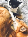 Cute dog and cat sleeping together on bed, top view. Adorable golden dog and little kitty sleeping together and cuddling, cozy