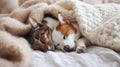 Cute dog and cat sleeping together in bed under blanket. Friendship of cute pets concept Royalty Free Stock Photo