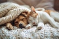 Cute dog and cat sleeping together in bed under blanket. Friendship of cute pets concept Royalty Free Stock Photo