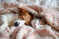 Cute dog and cat sleeping together in bed under blanket. Friendship of cute pets concept Royalty Free Stock Photo