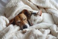 Cute dog and cat sleeping together in bed under blanket. Friendship of cute pets concept Royalty Free Stock Photo