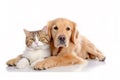 Cute dog and cat together on white background Royalty Free Stock Photo