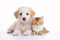 Cute dog and cat together on white background Royalty Free Stock Photo