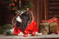 Cute funny dog celebrating Christmas and New Year with decorations and gifts. Chinese year of the dog. Royalty Free Stock Photo