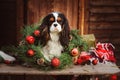 Cute funny dog celebrating Christmas and New Year with decorations and gifts. Chinese year of the dog. Royalty Free Stock Photo