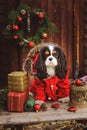 Cute funny dog celebrating Christmas and New Year with decorations and gifts. Chinese year of the dog.