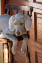 Cute dog on chair Royalty Free Stock Photo