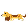 Cute dog character. Cartoon Dog Basset Hound.