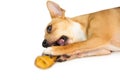 Cute dog chewing bone toy Royalty Free Stock Photo