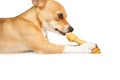 Cute dog chewing bone toy Royalty Free Stock Photo