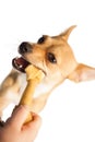 Cute dog chewing bone toy Royalty Free Stock Photo