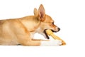 Cute dog chewing bone toy Royalty Free Stock Photo