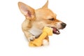 Cute dog chewing bone toy Royalty Free Stock Photo