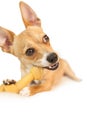 Cute dog chewing bone toy Royalty Free Stock Photo